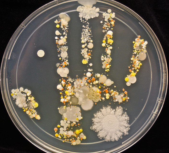 bacteria-petri-dish-microbe-8-year-old-boy-hand-print-tasha-sturm