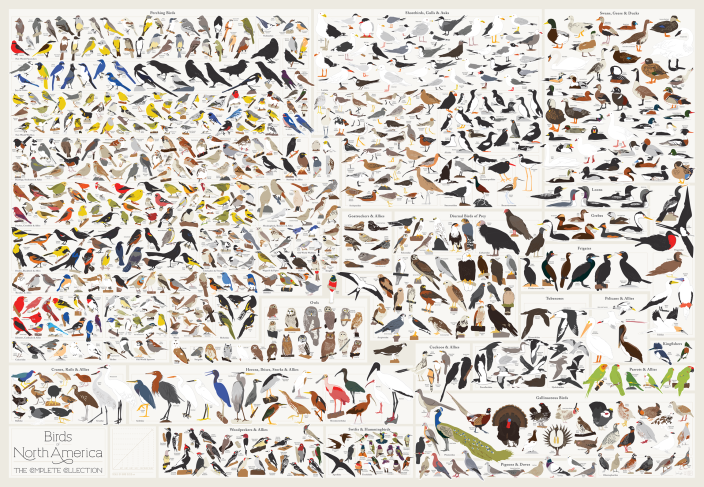 Более 740 птиц на одном плакате